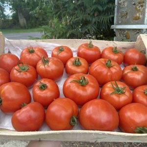 Tomates classiques